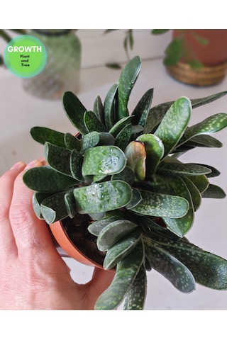 Gasteria Bicolor Sukulent 1 Adet