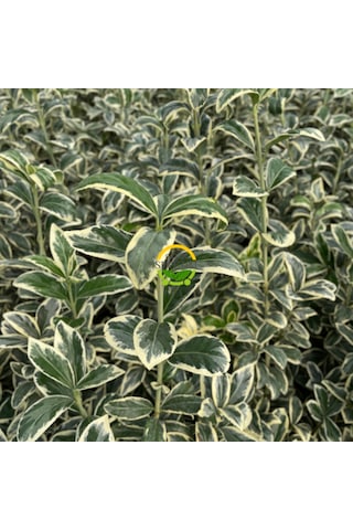 10 Adet Brovo Taflan Fidanı Paketi 'euonymus Japonica '