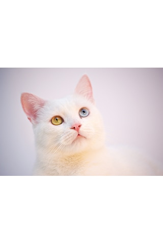 Beyaz Kedi Kanvas Tablo