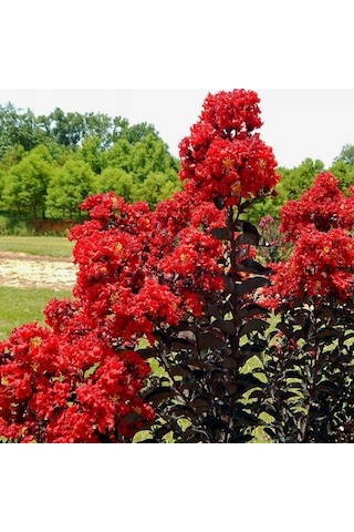 Oya Ağacı Black Best Red Siyah Yapraklı Kırmızı Çiçekli Oya Ağacı 1-2 Yaş
