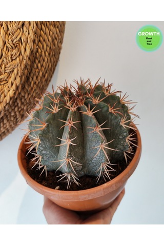 Ferocactus Latispinus 1 Adet