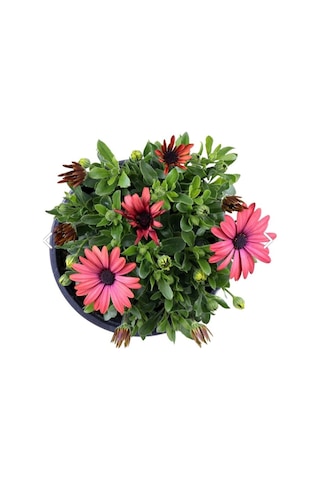 Thebestonline Bodrum Papatyası - Osteospermum - Saksı'da Canlı Çiçek - 4'lü Miks