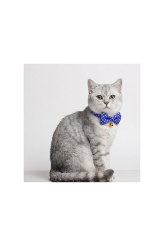 Zilli Kedi Papyon Tasması 3'lü Avantaj Seti