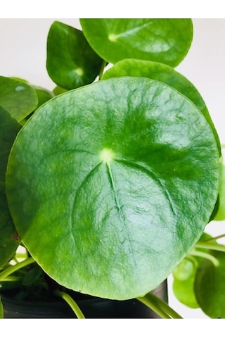 Thebestonline Şans Çiçeği Pilea Peperomioides - Çin Para Ağacı