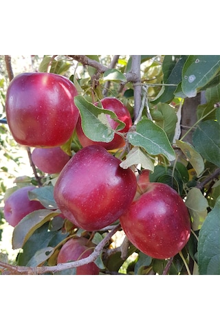 Tüplü Aşılı Yarı Bodur Dark Red Flavor Elma Fidanı