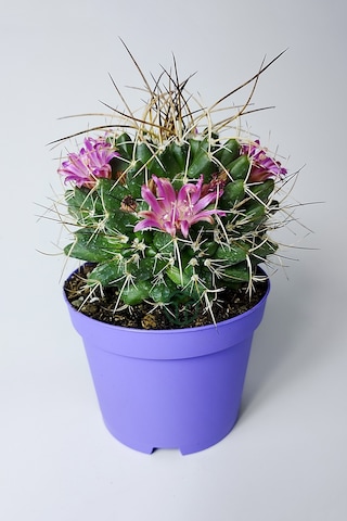 Mammillaria Magnimamma Nadir Kaktüs Özel Tür Nadide Kaktus Tekli
