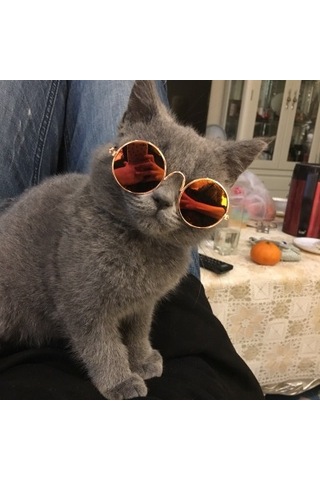 Geekyou Kedi Köpek Güneş Gözlüğü - Renkli Yansımalı Metal Çerçeve Pet Moda Aksesuarı