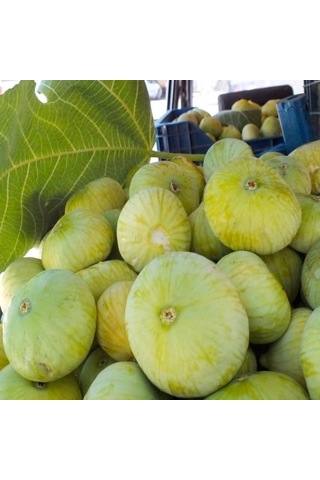 Tüplü İri Meyveli Mut Beyaz İnciri Fidanı Sofralık Kurutmalık