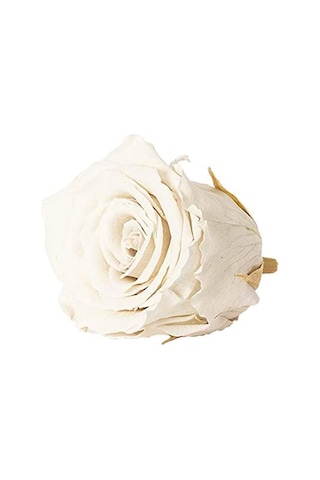 Rose Amor WHİ-04 BEYAZ  şoklanmış solmaz gül XL 1 KUTU (6 ADET GÜ