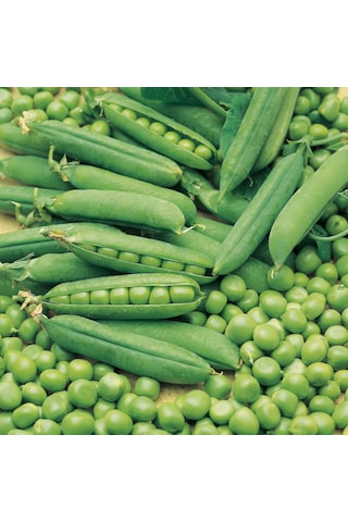 Doğal Geleneksel Bezelye Tohumu 20 Tohum