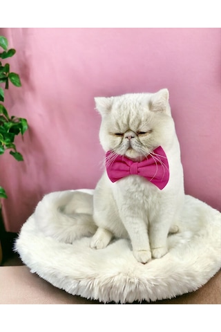 Kemique Pinky Pie Kedi Papyonu