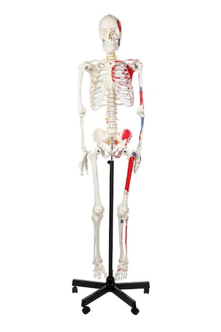 Gerçek Boyutlarında Kasları Gösteren İnsan İskeleti Modeli, Numaralandırılmış, 180 Cm - İskelet Maketi 01
