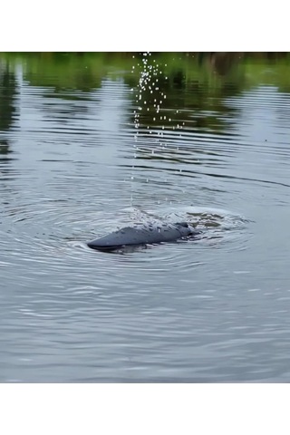 Seher 2.4 Ghz Uzaktan Kumandalı Yüzen Full Fonksiyon Şarjlı Su Püskürten Beyaz Köpekbalığı Renkli