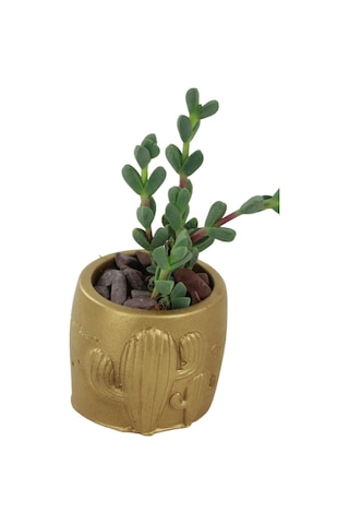 Dekoratif Saksı Minik Kaktüs Saksısı 1 Adet Kaktüs Desenli Model - Altın