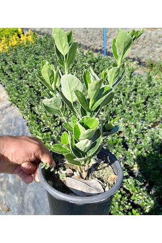 10 Adet Gümüş Taflan. Saksıda. Euonymus Japonicus Silver King