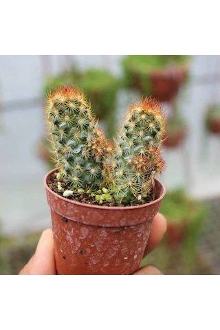 Kızıl Kaktüs - Radyasyon Düşmanı, 5.5 Cm Saksıda 1 Adet