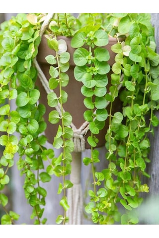 Makrome Saksılı Sarı Kız Çiçeği 1 Adet 20-40cm Altın Kolye Lysimachia Nummulari