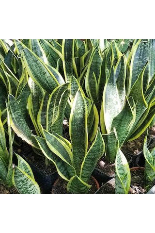 Büyük Boy Peygamber Kılıcı Sansevieria Trifasciata  Saksıda 5491