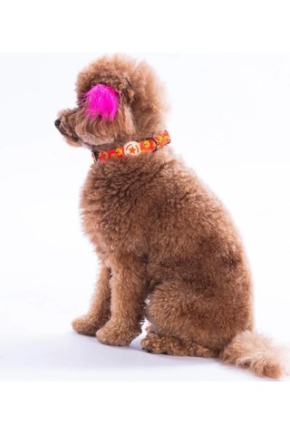 Pawstar Poodle Boyun Tasması M Boyun Çevresi: 32 Cm X 48 Cm Çok Renkli