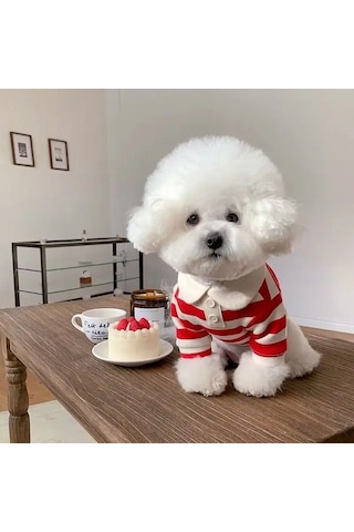 Köpek Giysileri Schnauzer Teddy York Shire Polo Gömlek Yaz Bej