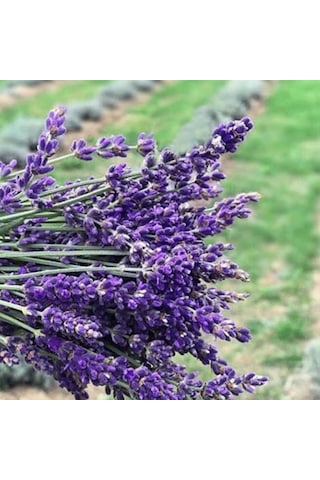 Saksılı Lavanta Fidanı 15 25 Cm