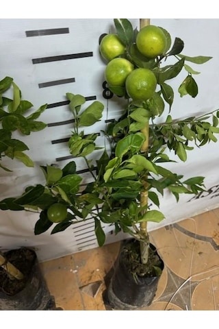 Soğuğa Çok Dayanıklı Fly Dragon Anaç Üzerine Aşılı Tam Bodur Tüplü Mayer Limon Yaş 3