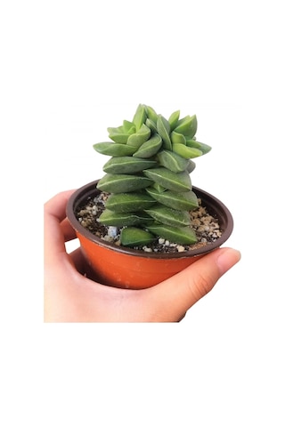 Crassula Springtime 20 Adet
