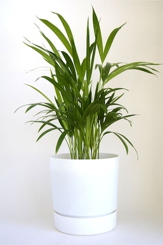 Poliwork Begonya 25 - 9 Lt. Saksı