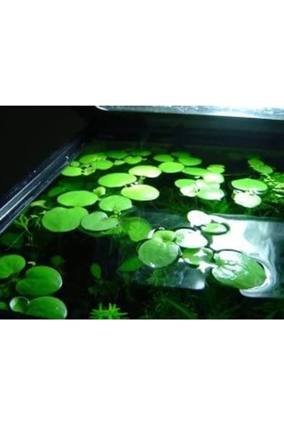 1 Adet Havuz Bitkisi - Frogbit Su Üstü Bitkisi -