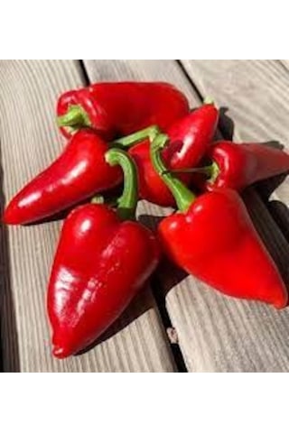 100 Adet Tohum Nadir Mini Kırmızı Kapya Biber Tohumu Hediyeli