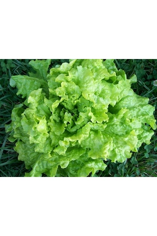 Yeşil Yapraklı Kıvırcık Marul160+ Tohum N112889