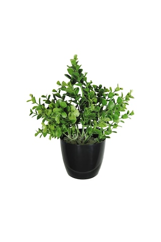 Yapay Çiçek Şimşir Okaliptus Yapay Bitki Siyah Plastik Saksılı Dekoratif Süs Çiçeği Yeşil