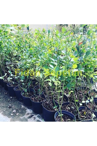 3 Yaş Bluegold Çeşiti Yaban Mersini Fidanı