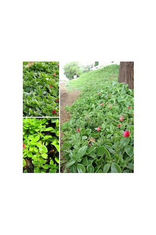 Buz Çiçeği Fidesi 10-20 Cm 4 Adet Aptenia Cordifolia