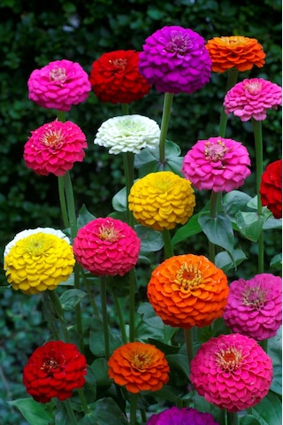 Zinnia Lıllıput Mıx Ponpon Çiçekli 40+ Tohum