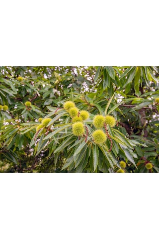 "2 Yaşında Kestane Ağacı Castanea Sativa Fidanı