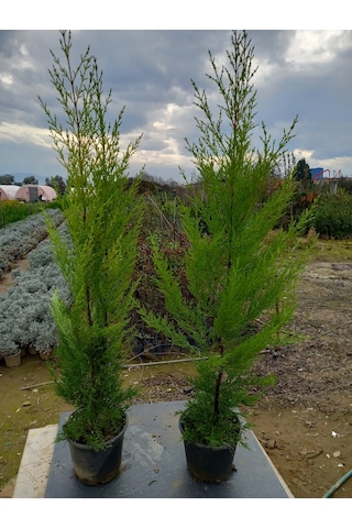 8 Adet Limon Çamı, Limon Servi 80-100 Cm. Siyah Saksıda