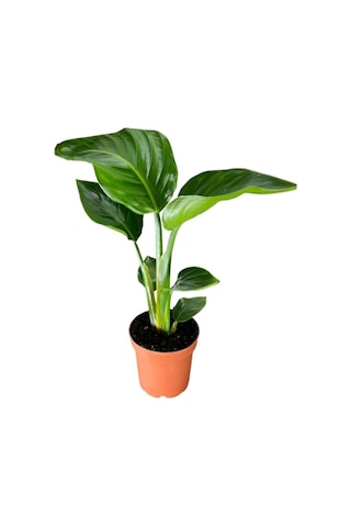 Starliçe Cennet Çiçeği 1 Adet Saksılı Mini Boy 15-30cm Strelitzia