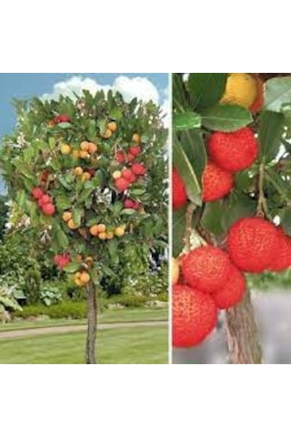 Kocayemiş Dağ Çileği 2 Adet