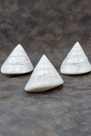 Spiral Silver Shell Deniz Kabuğu 33-ss