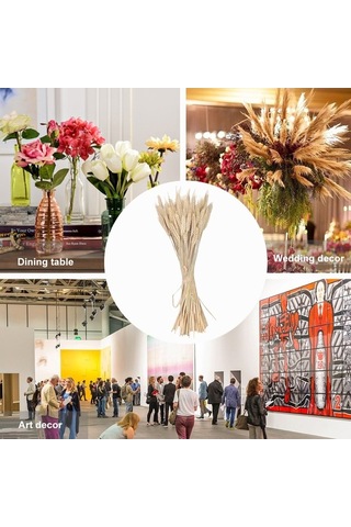 Novahub 100 Adet Doğal Kurutulmuş Çiçekler, Buğday Kulakları & Sapları, Ev Ve Düğün Dekoru Seti