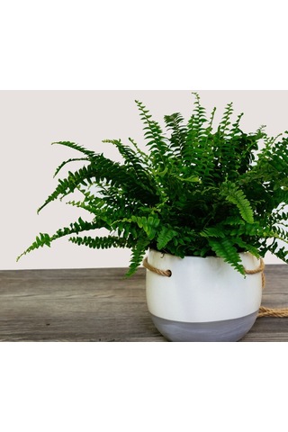 Serada Decor Plant Aşk Merdiveni Fujer Nephrolepis Havayı Temizleyen Bitki