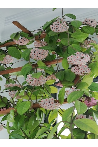 Serada Decor Plant Mum Çiçeği Beyaz 20-25 Cm Ev Salon Bitkisi Hoya Carnosa Çiçekli Bitki