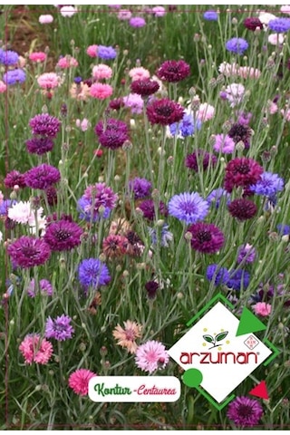 Arzuman Süs Bitki Kontur Çiçek Tohumu