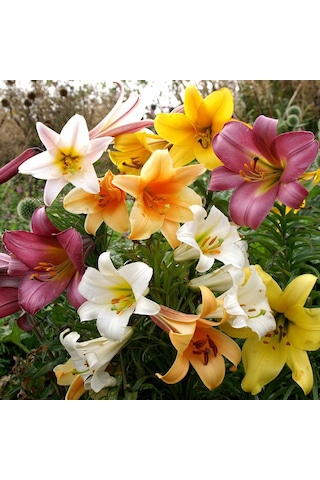 25 Adet 10 Farklı Renk Zambak Tohumu + 10 Adet Süs Yoncası N113092