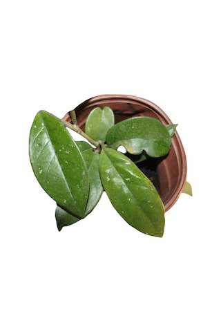 Mum Çiçeği Hoya Cornosa Fidesi Köklenmiş Saksıda Tekli 10 Cm Saksılı