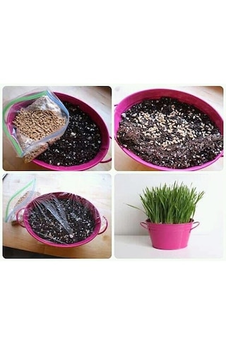 Kedi Çimi Tohumu - 100 Gram Kedi Çimi Tohumu