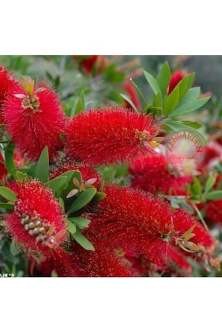 Fırça Çalısı Fidanı Callistemon Leavis, 50-70 Cm
