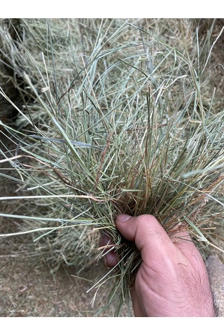 Çayır Otu Taze Yeşil ve Kuru Kemirgen Otu 1 KG