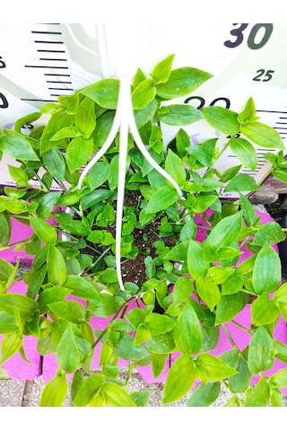 Askılı Saksıda Telgraf Çiçeği Hibiscus Trionum - Yeşil Ve Göze Çarpan Süs Bitkisi